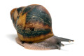 Archachatina marginata egregia Cameroon two-tone juvenil